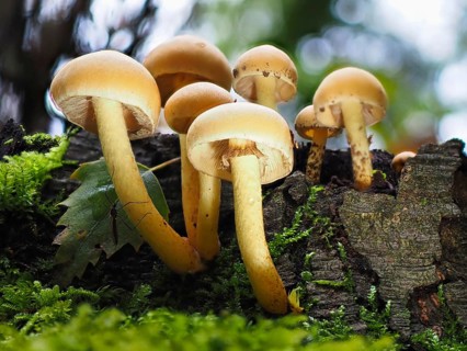 Mushroom sulphur heads (Hypholoma), blurred background, North Rhine-Westphalia, Germany