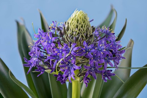 Portuguese squill, ornamental bulb-bearing perennial of the western Mediterranean region