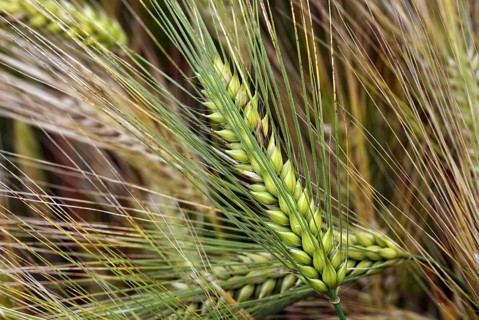 Spikes