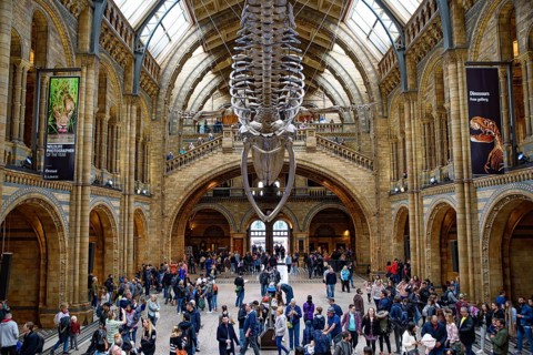 The interior of Natural History Museum with whale skeleton, London, United Kingdom
