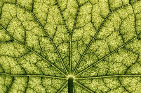 Bottom view of the leaf surface of a nasturtium -
