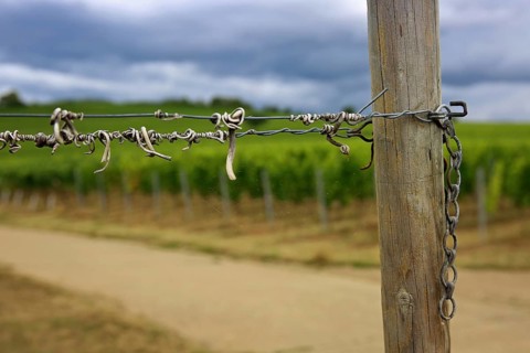 Vineyard Kringel