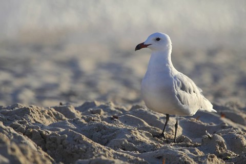 Audouin's gull on the beach of Punta Prima on Menorca