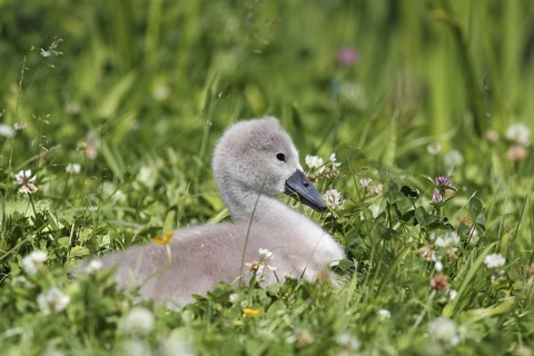 Cute chick of a mute swan in a meadow