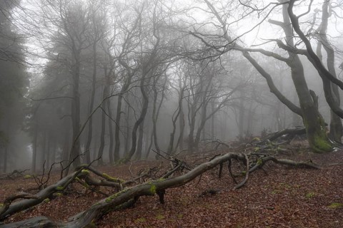Contours of the branches and tree trunks of a mixed and deciduous forest in winter, without snow,