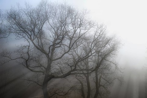 The morning sun's rays of light penetrate the mist in a forest