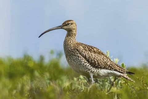 Whimbrel (Numenius phaeopus) in its breeding area, nature park Park, Dalvik, Iceland