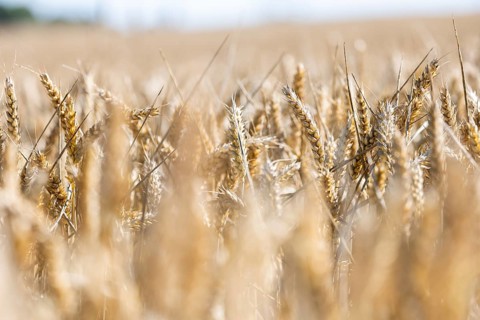 Wheat field in the sunshine with strong golden ears with blurred foreground and background,