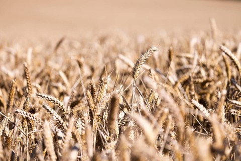 A wide wheat field with ripe, golden ears of wheat symbolising summer and harvest time, Coxhill,