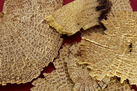 TCM - Chinese medicinal herbs