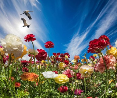 The magnificent field of the blossoming garden buttercups. Multi-colored flowers on high stalks are