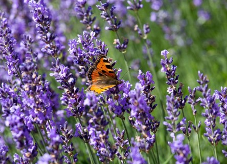 Herb garden with lavender and butterfly
