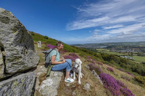 Woman with dog enjoying view from purple flower covered hillside sitting on rock overlooking Conwy
