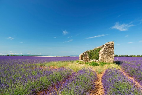 Old broken house in French lavender field