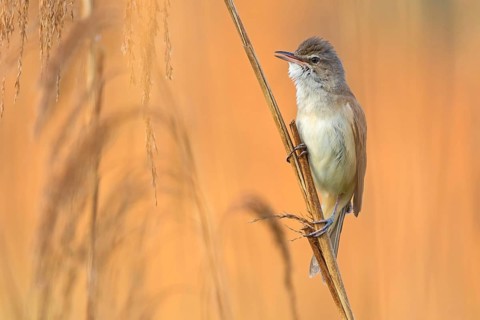 Reed warbler, (Acrocephalus arundinaceus), reedbed perch, biotope, habitat, animals, birds,