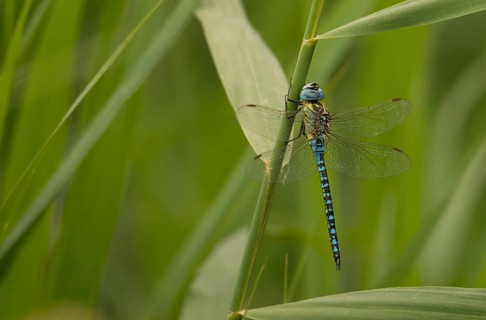 Aeshna affinis (Aeshna affinis)