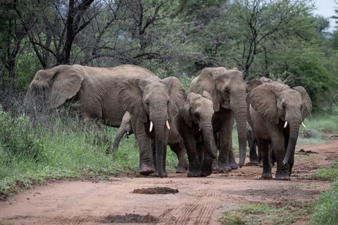 Elephant (Loxodonta africana) Elephant herd, Qwabi Private Game Reserve, Biosphere Reserve,