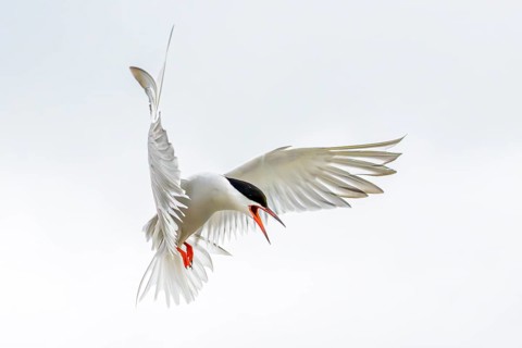 An Arctic Arctic Tern (Sterna paradisaea) in the air with its wings spread wide, screaming during