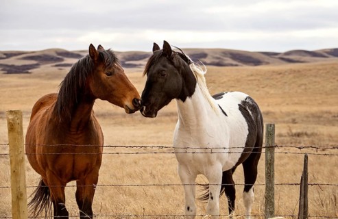 Prairie Horses Saskatchewan in field spring close