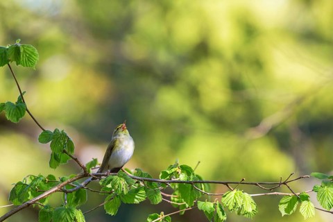 Green Warbler singing on a branch at spring