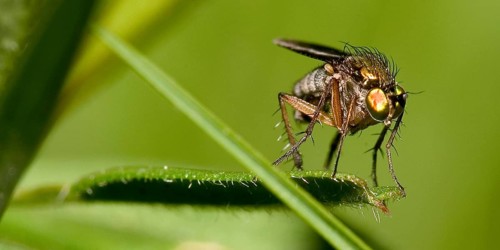 Fly, Sierra de Guadarrama National Park, Segovia, Castilla y León, Spain