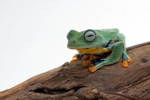 Green flying frog isolated in white background
