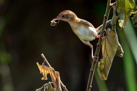 The golden-headed cisticola bird brings food for their chick