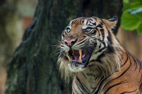 Big adult sumatran tiger with scary face