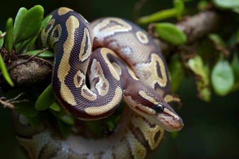 Ball python on a tree