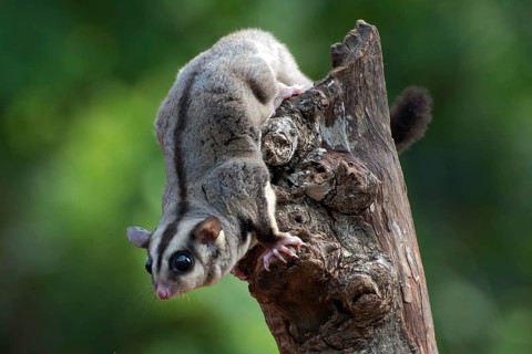 Sugar glider (Petaurus breviceps) on a tree branch