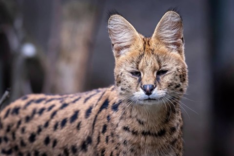 Portrait of a serval, Leptailurus serval