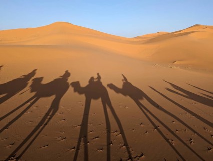 A caravan of dromedaries passing the Sahara desert in the evening, Erg Chebbi in Morocco