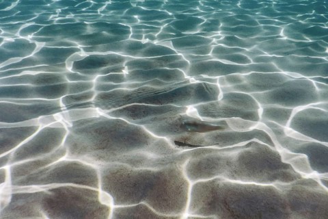 Sandy bottom, fish swimming underwater Pearly Razorfish