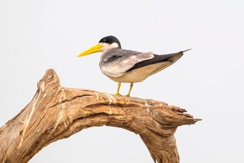 Large-billed Tern (Phaetusa simplex), Pantanal, inland, wetland, UNESCO Biosphere Reserve, World