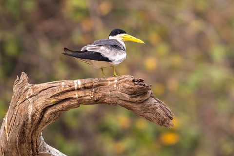 Large-billed Tern (Phaetusa simplex), Pantanal, inland, wetland, UNESCO Biosphere Reserve, World