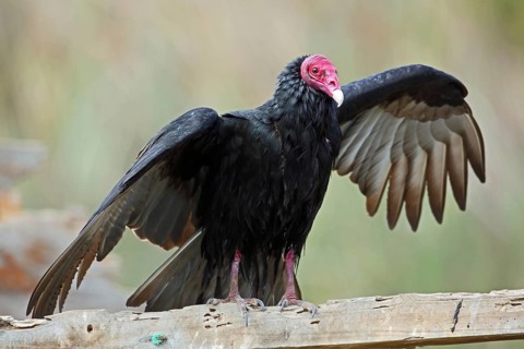 Turkey Vulture, Cathartes aura, Chile