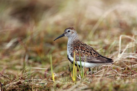 Dunlin, Dunlin