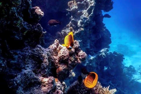 Diagonal butterflyfish (Chaetodon fasciatus) Coral fish, Tropical waters, Marine life