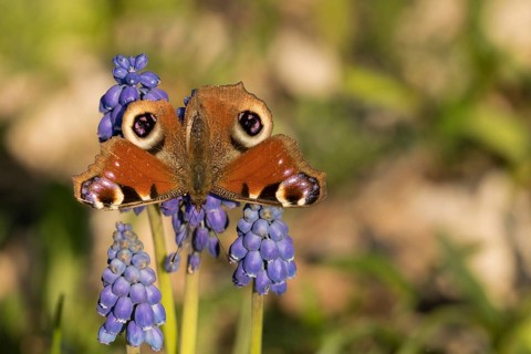 Peacock butterfly (Aglais io) on a flower