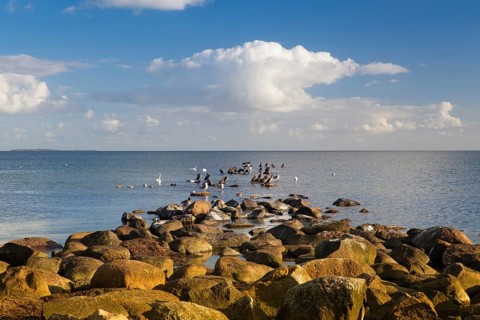 Swans, Cormorants and Seagulls on the coast of the Baltic Sea, Ruegen Island, Germany