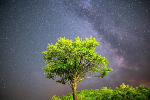 A view of the stars of the Milky Way. Green plum tree with plums high in the mountain in the
