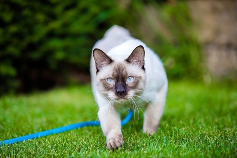 Cute funny young cat of the Mekong Bobtail breed, walks merrily on a green juicy meadow. A cat from