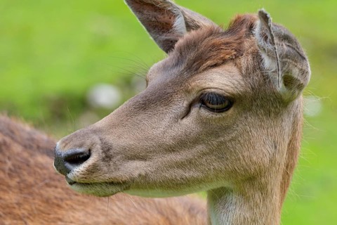 Doe, fallow deer, Karwendel, Tyrol, Austria