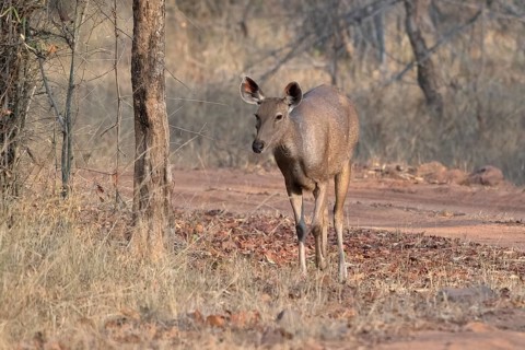 Sambar (Cervus unicolor), roe deer, deer, horse deer, noble deer, Bandhavgarh National Park, tiger