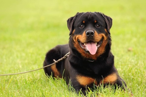 Rottweiler 1