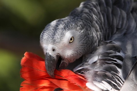 Grey parrot