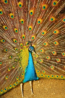 The royal peacock who has effectively opened a beautiful tail