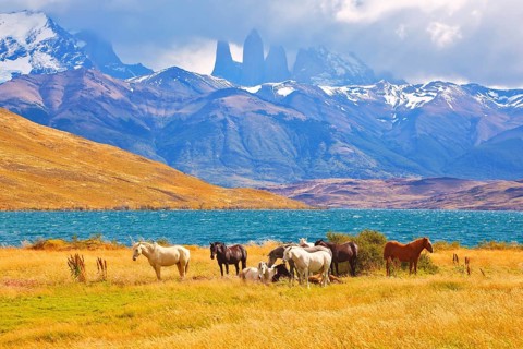Beautiful thoroughbred horse grazing in a meadow near the lake. On the horizon, towering cliffs