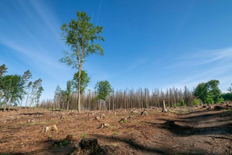 Dead spruces following bark beetle infestation. The consequence of global warming