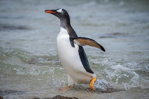 A gentoo penguin (Pygoscelis papua) landing on a beach, Pebble Island, Falkland Islands, Great